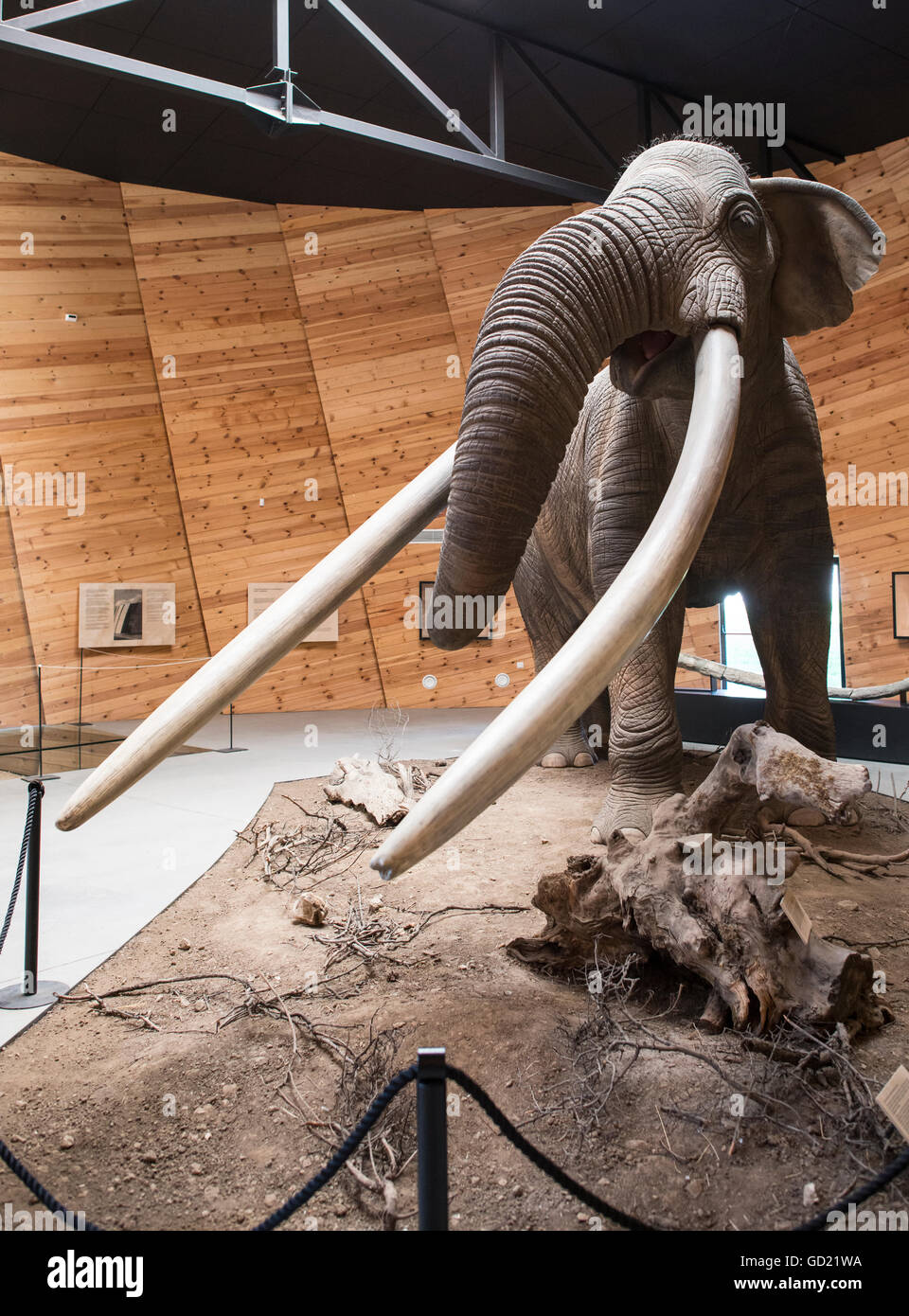 Model of mastodon in real stature. Stock Photo