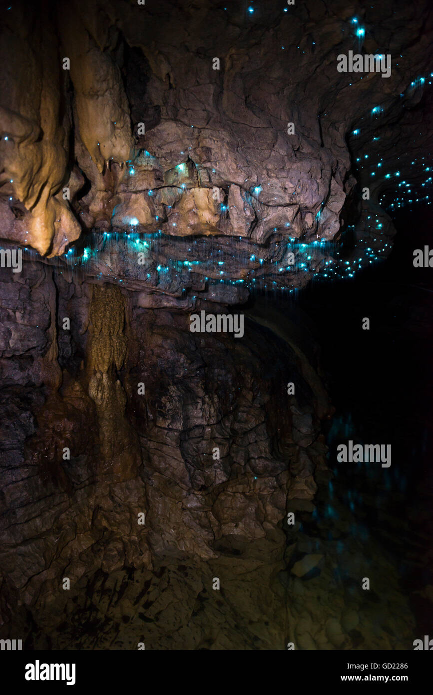 Glow worms in Waitomo Caves, Waikato Region, North Island, New Zealand, Pacific Stock Photo