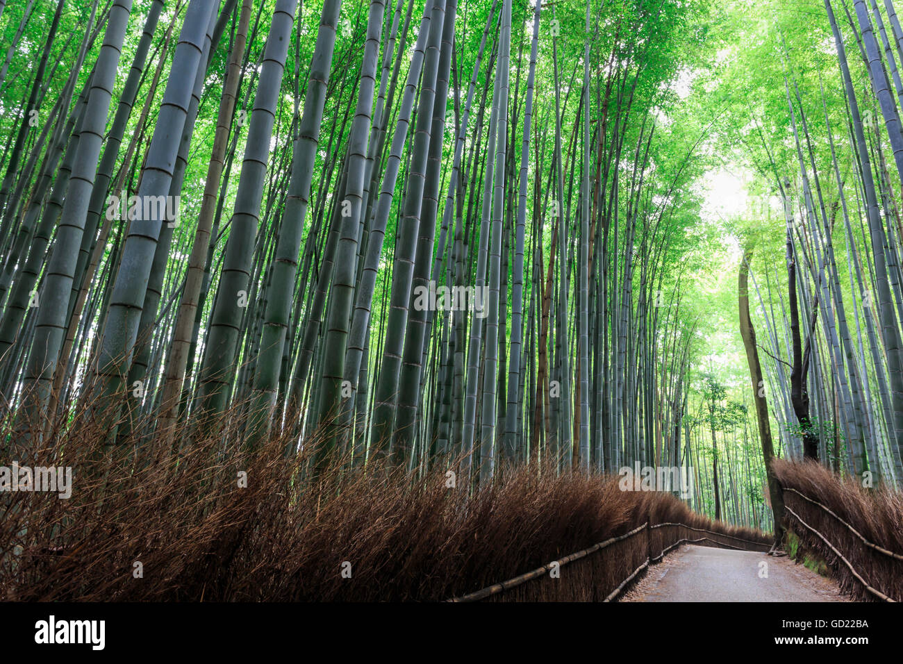 Bamboo grove hires stock photography and images Alamy