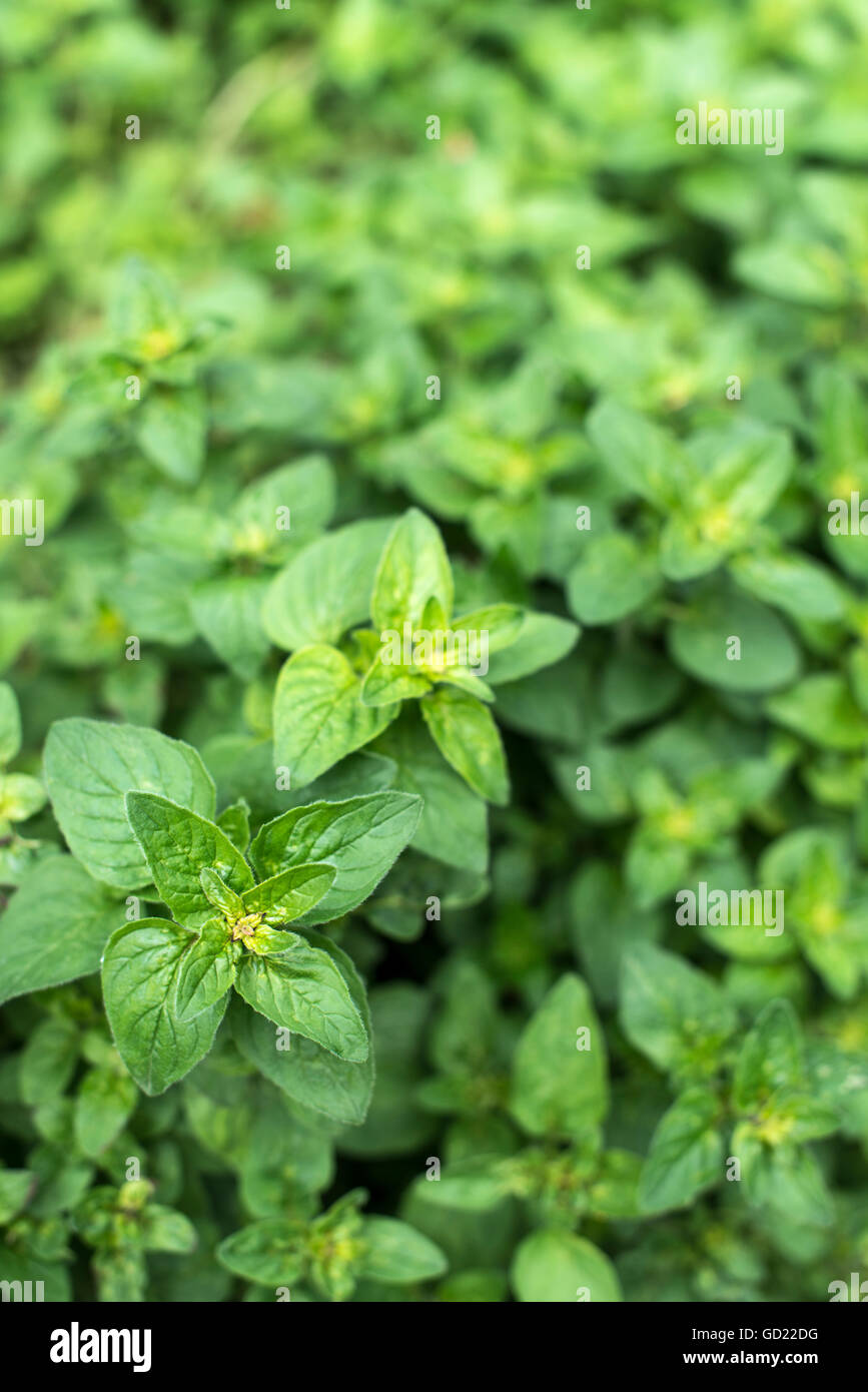 Oregano garden hi-res stock photography and images - Alamy