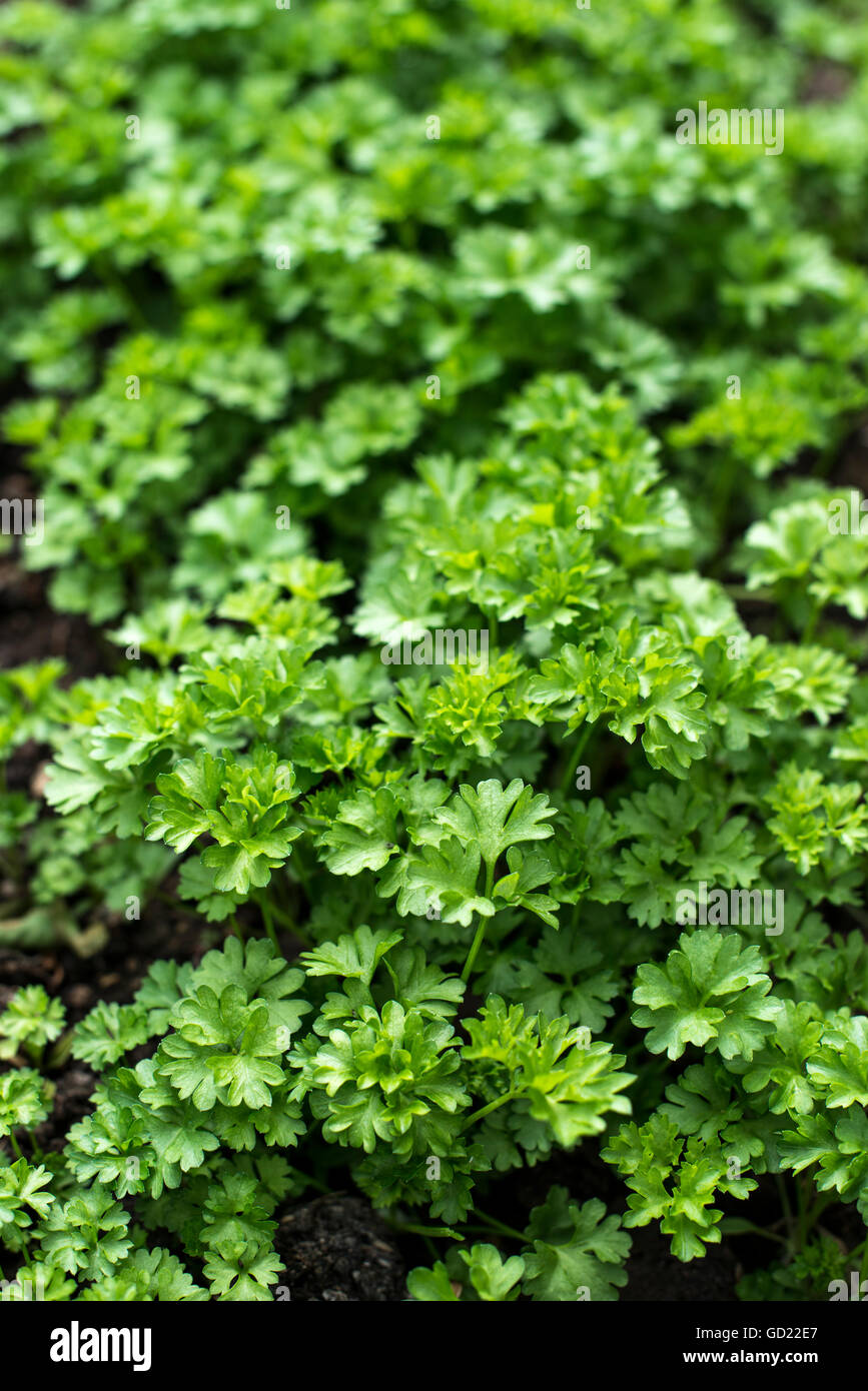 Young parsley plant hires stock photography and images Alamy