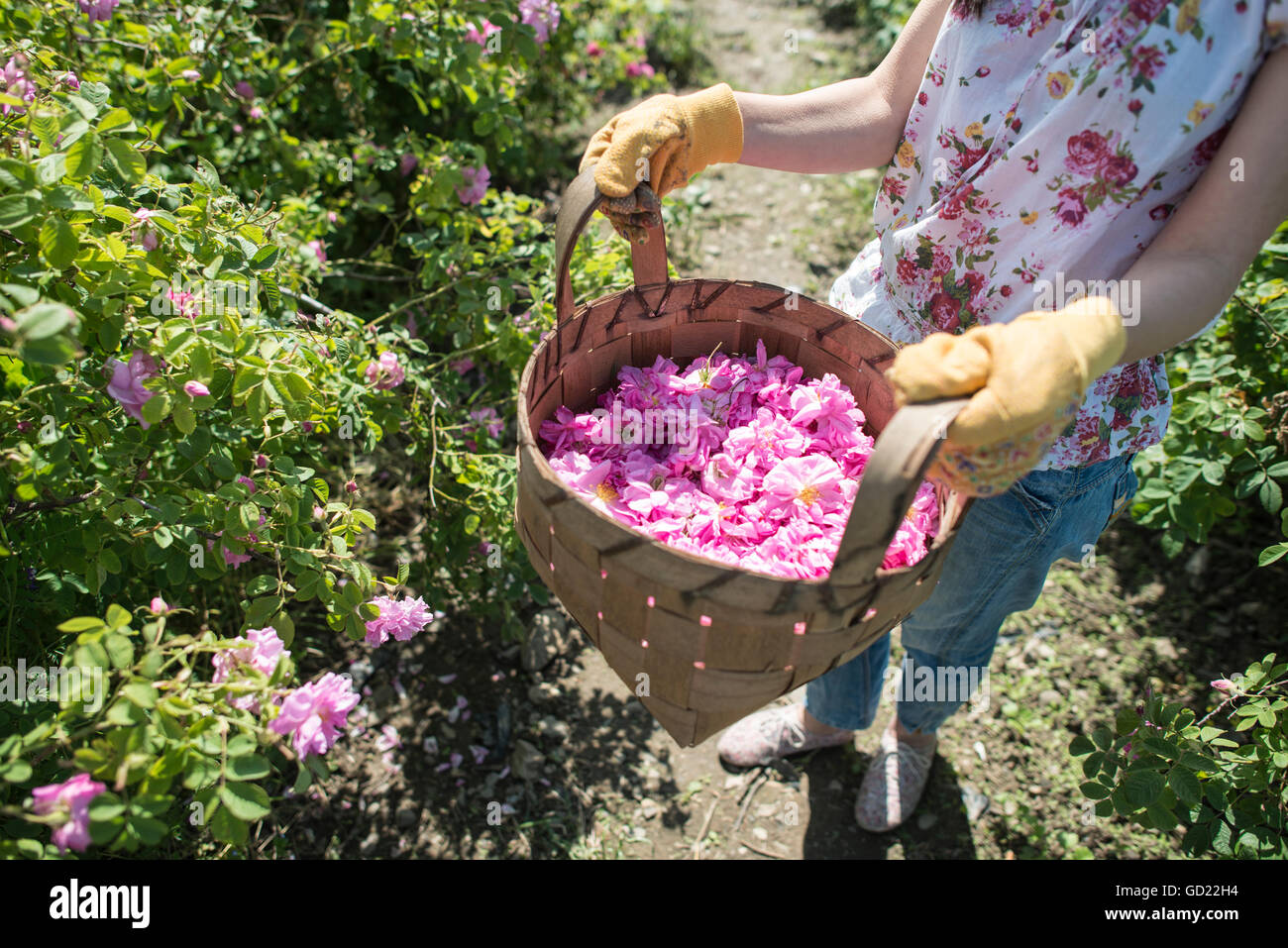 Woman picking color of oilseed roses. Harvest roses. Stock Photo