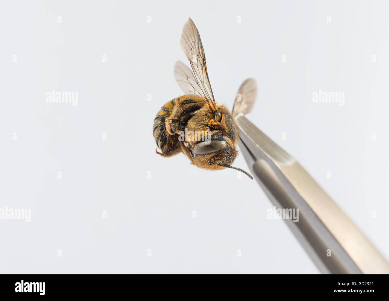 wasp on whiter  background and tweezers Stock Photo
