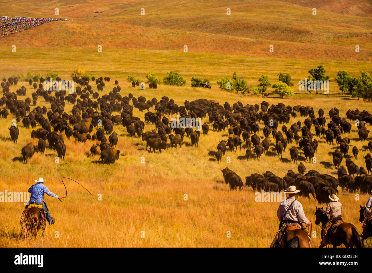 Buffalo Roundup Sd 2024 Vikky Jerrilyn