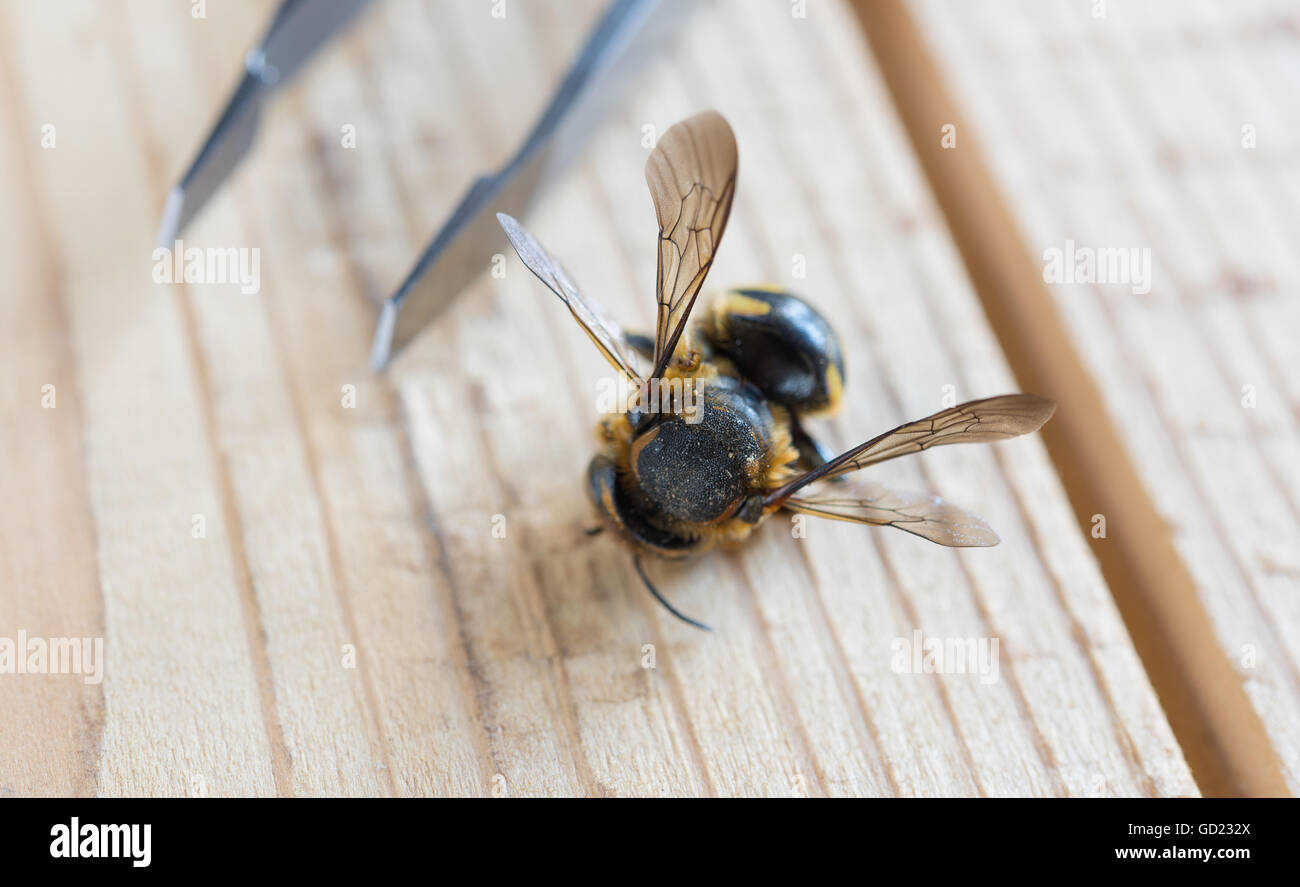 wasp on wooden background and tweezers Stock Photo
