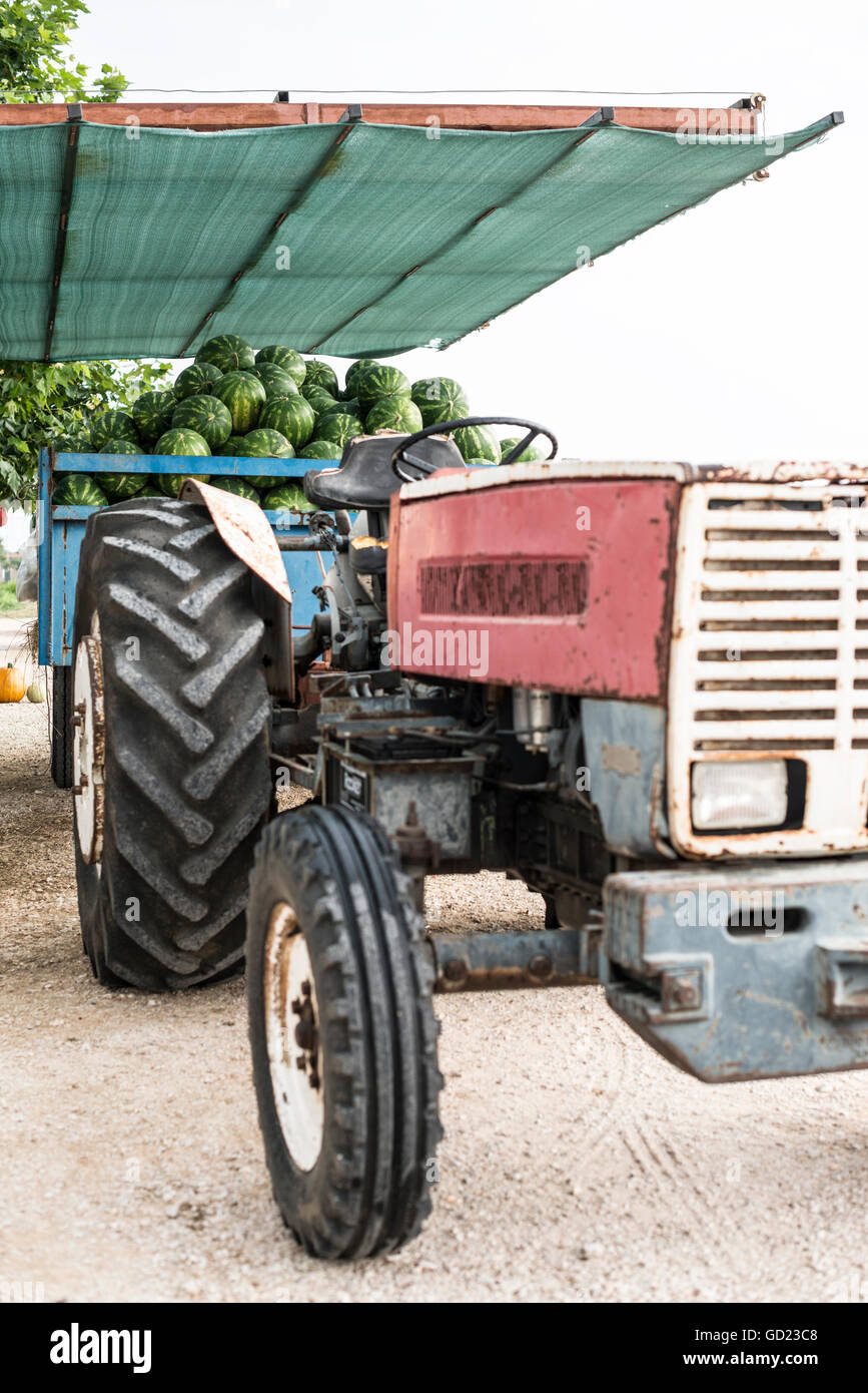 Watermelons in the trailer of a tractor Stock Photo Alamy
