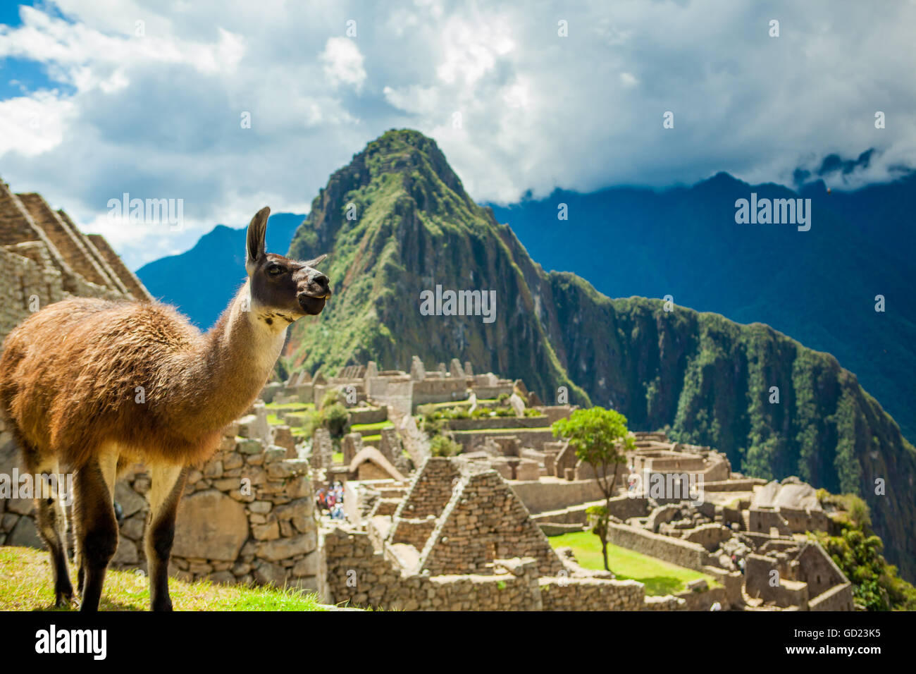 Resident llama, Machu Picchu ruins, UNESCO World Heritage Site, Peru, South America Stock Photo
