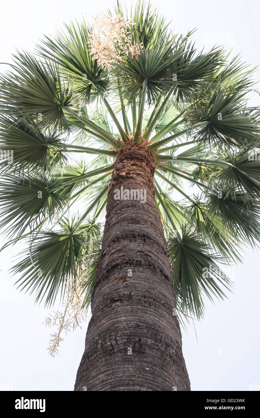 High Palm tree Stock Photo Alamy