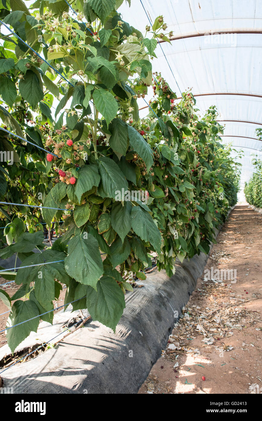 Raspberry plantation in greenhouse Stock Photo - Alamy