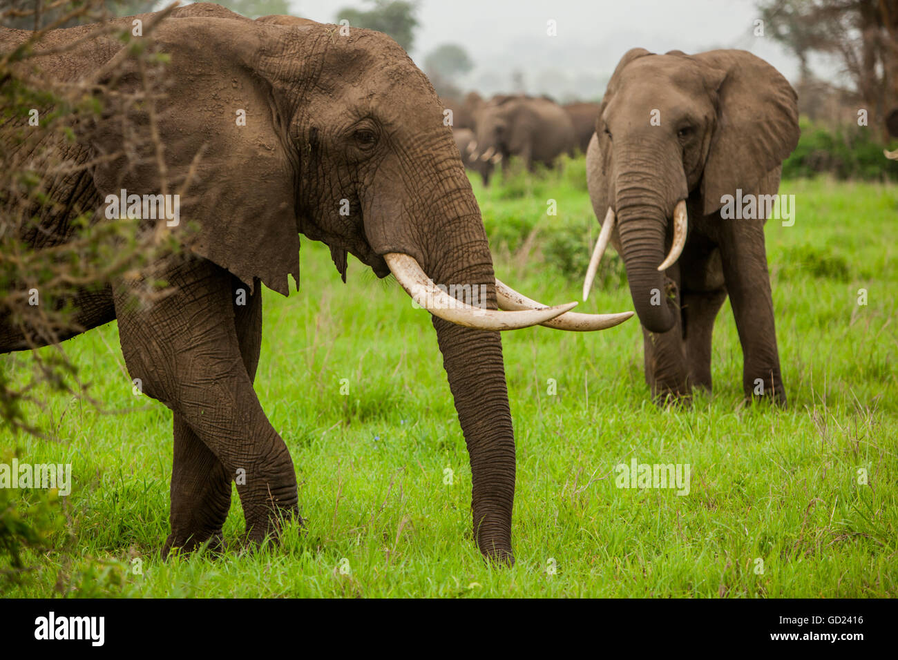 African elephants on safari, Mizumi Safari Park, Tanzania, East Africa, Africa Stock Photo