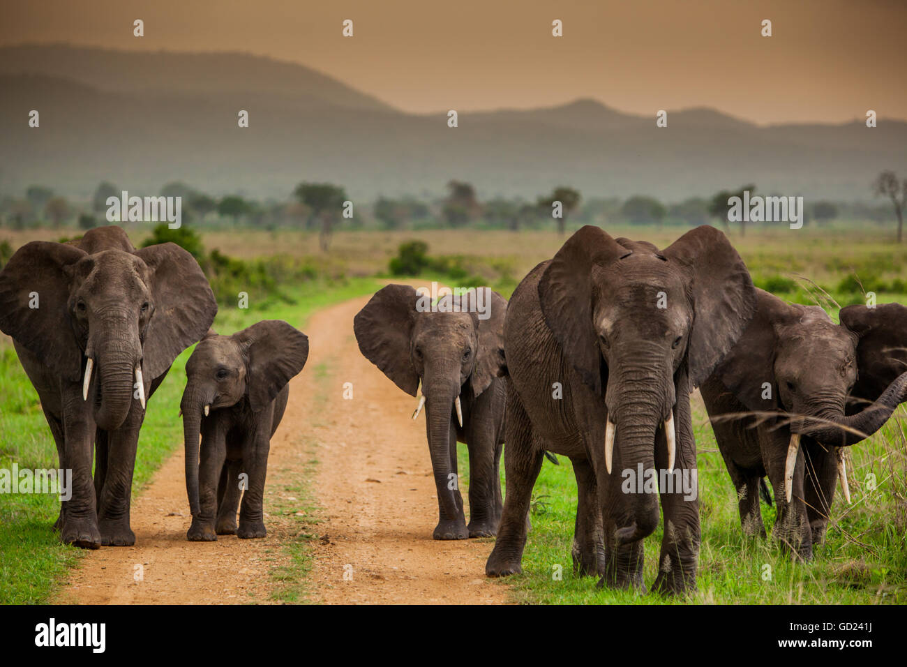 African elephant family on safari, Mizumi Safari Park, Tanzania, East Africa, Africa Stock Photo