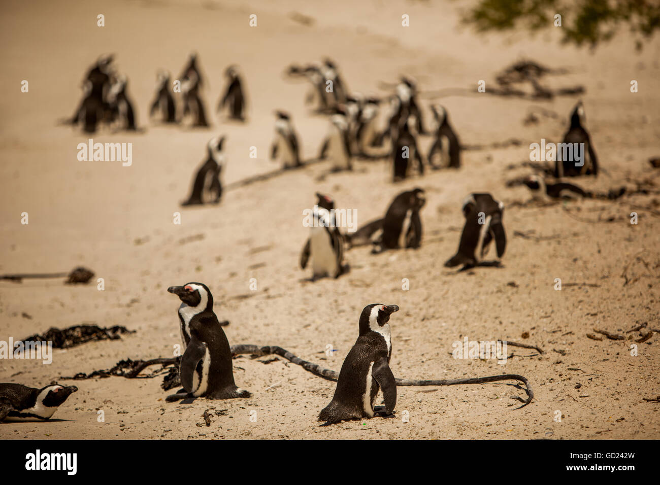 Cape African penguins, Boulders Beach, Cape Town, South Africa, Africa Stock Photo