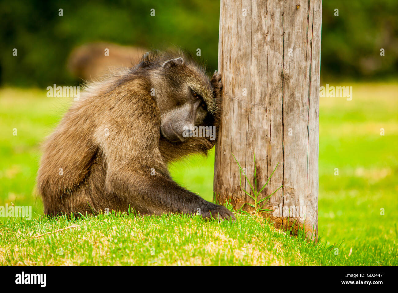 Baboon resting, Johannesburg, South Africa, Africa Stock Photo