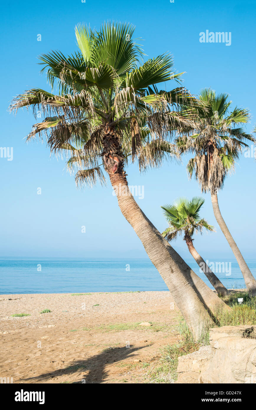 Palm tree on the beach. Sea and blue sky Stock Photo - Alamy
