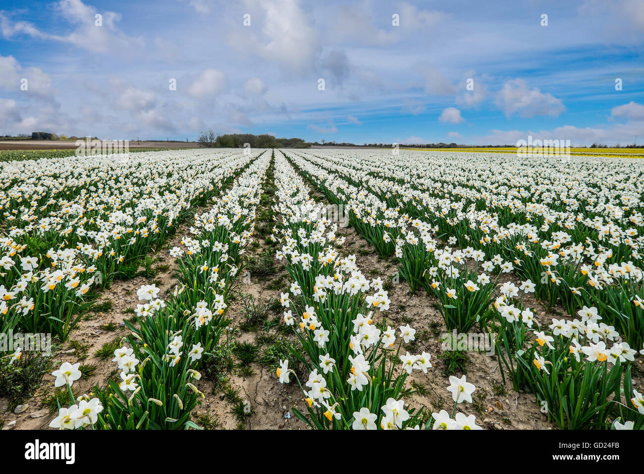 Field of daffodils hires stock photography and images Alamy