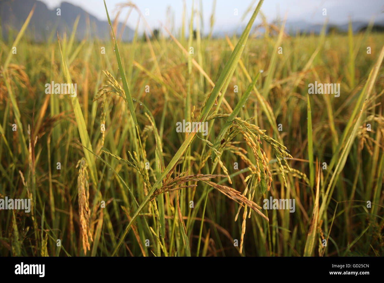 Close up of rice growing in a paddy field, Van Vieng, Vientiane Province, Laos, Indochina, Southeast Asia, Asia Stock Photo