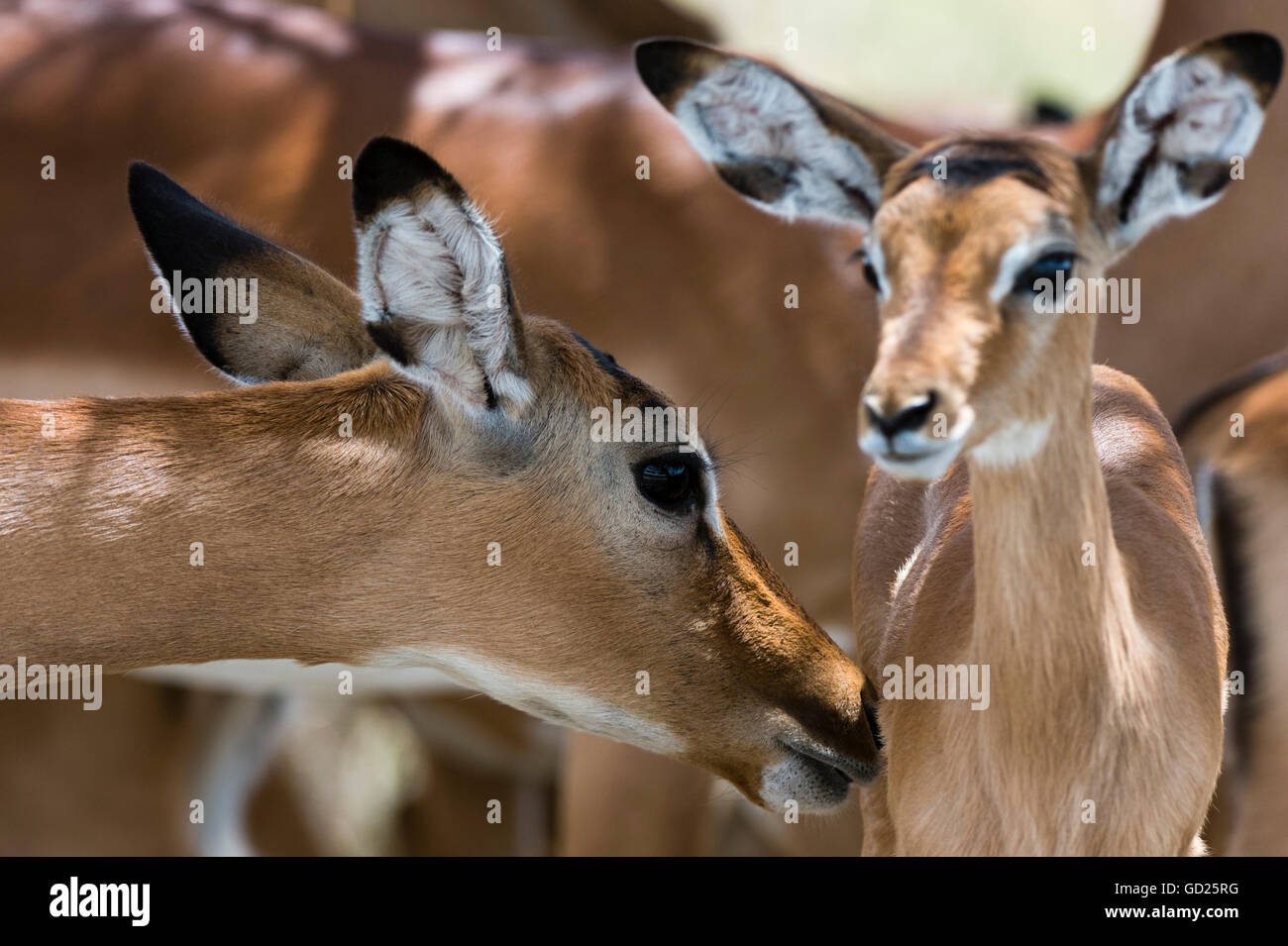 Impala (Aepyceros melampus), Lake Nakuru National Park, Kenya, East Africa, Africa Stock Photo