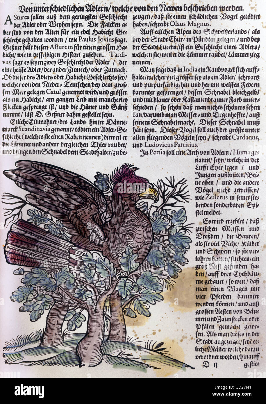 superstition, mythological creatures, Huma, giant eagle, with character traits of Roch, Rukk or Simurgh coloured woodcut from 'Historia animalium' by Konrad Gesner, 1551/1558, Additional-Rights-Clearences-Not Available Stock Photo