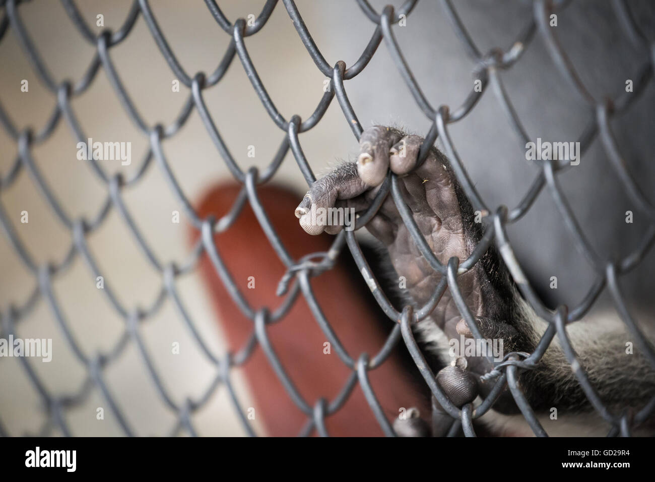 Abstract of imprison from close focus on monkey's hand touching iron cage Stock Photo