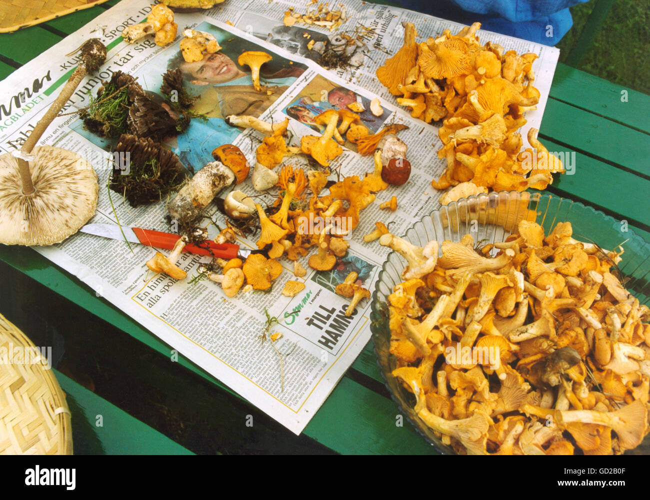 Mushroom harvesting cleared Stock Photo Alamy