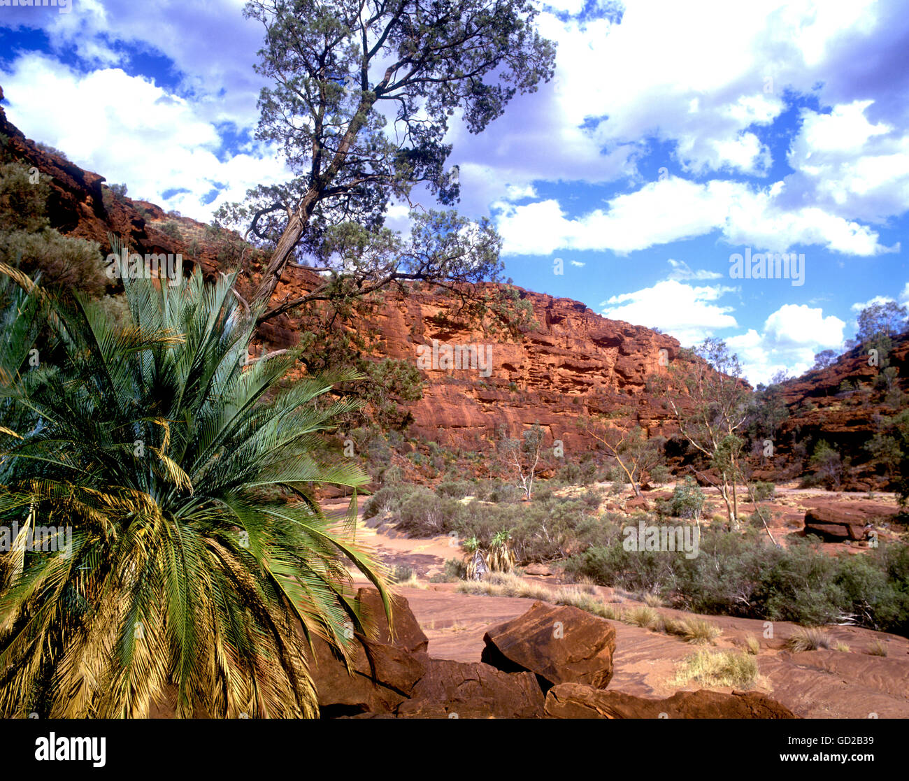 Australia Northern Territory Outback scenery - Palm Valley in Finke Gorge National Park  Adrian Baker Stock Photo