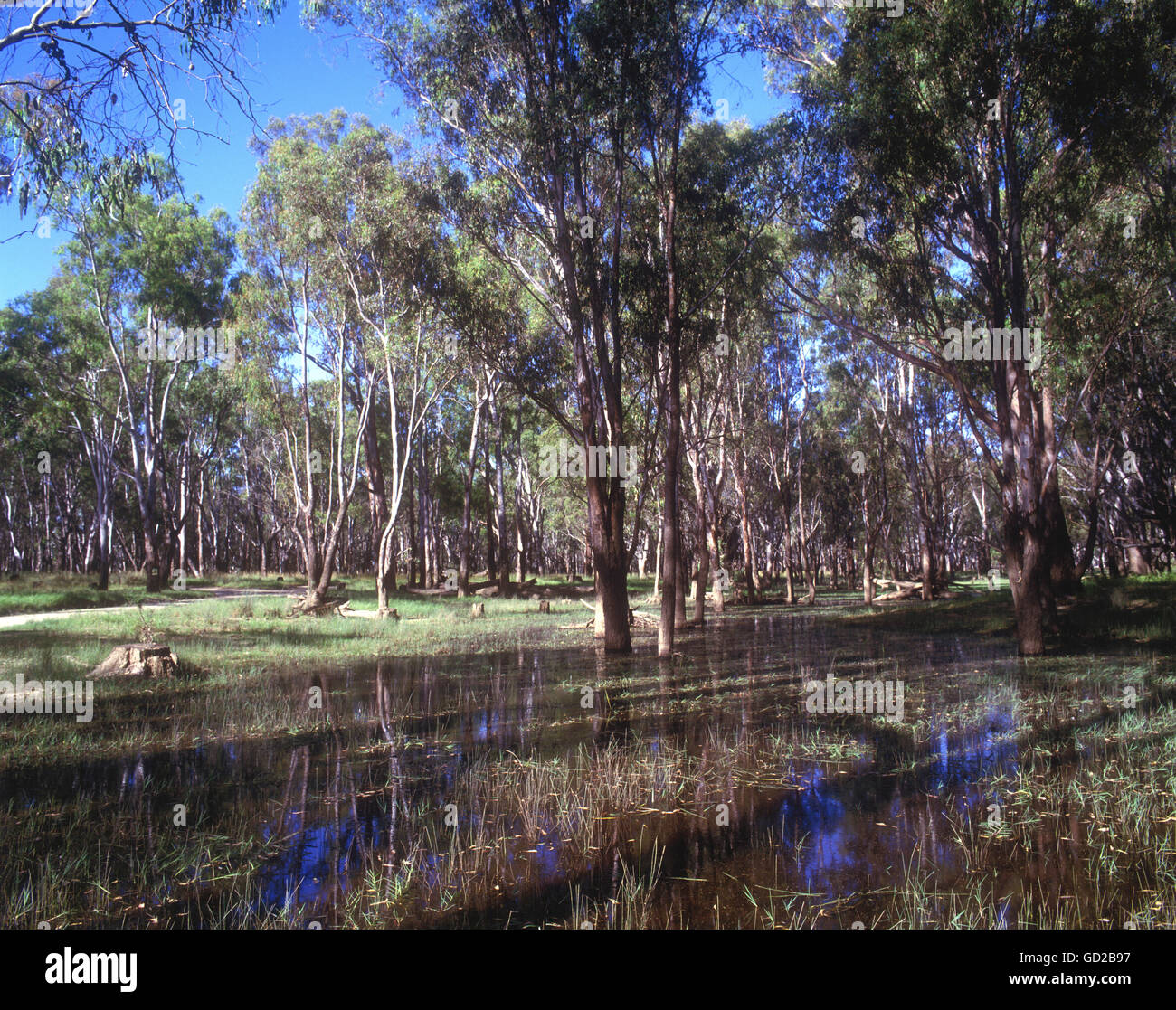 Australia Victoria Yarrawonga The beautiful Great Red River Gum Forest