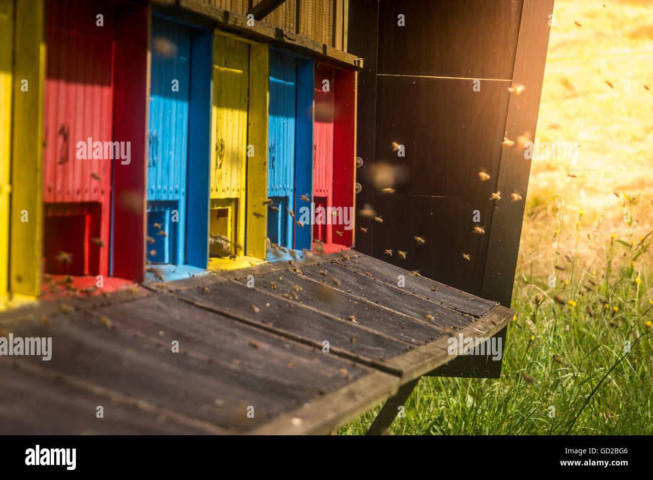 Color bee hive with flying bees meadow Stock Photo