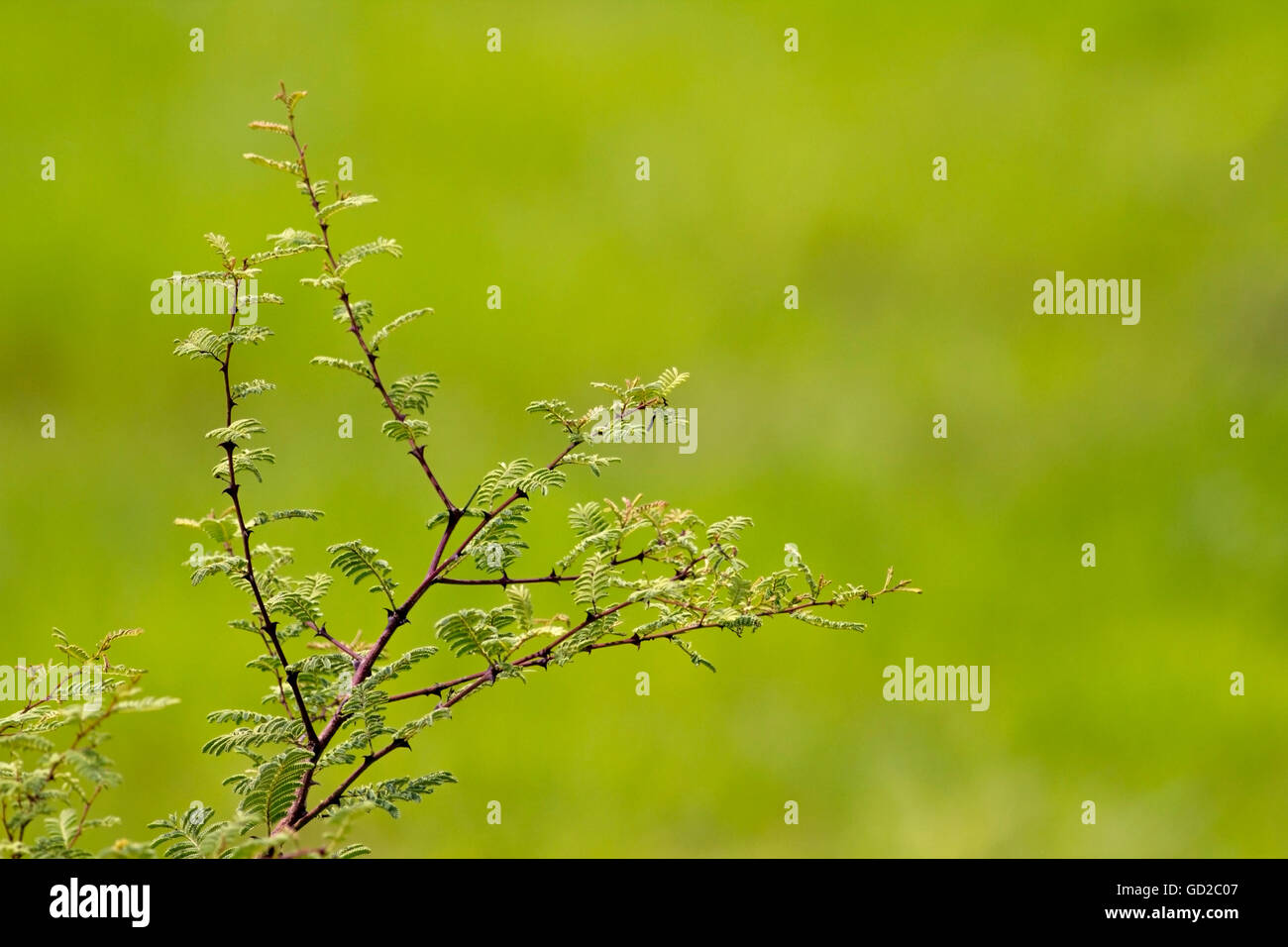 Perch tree hires stock photography and images Alamy