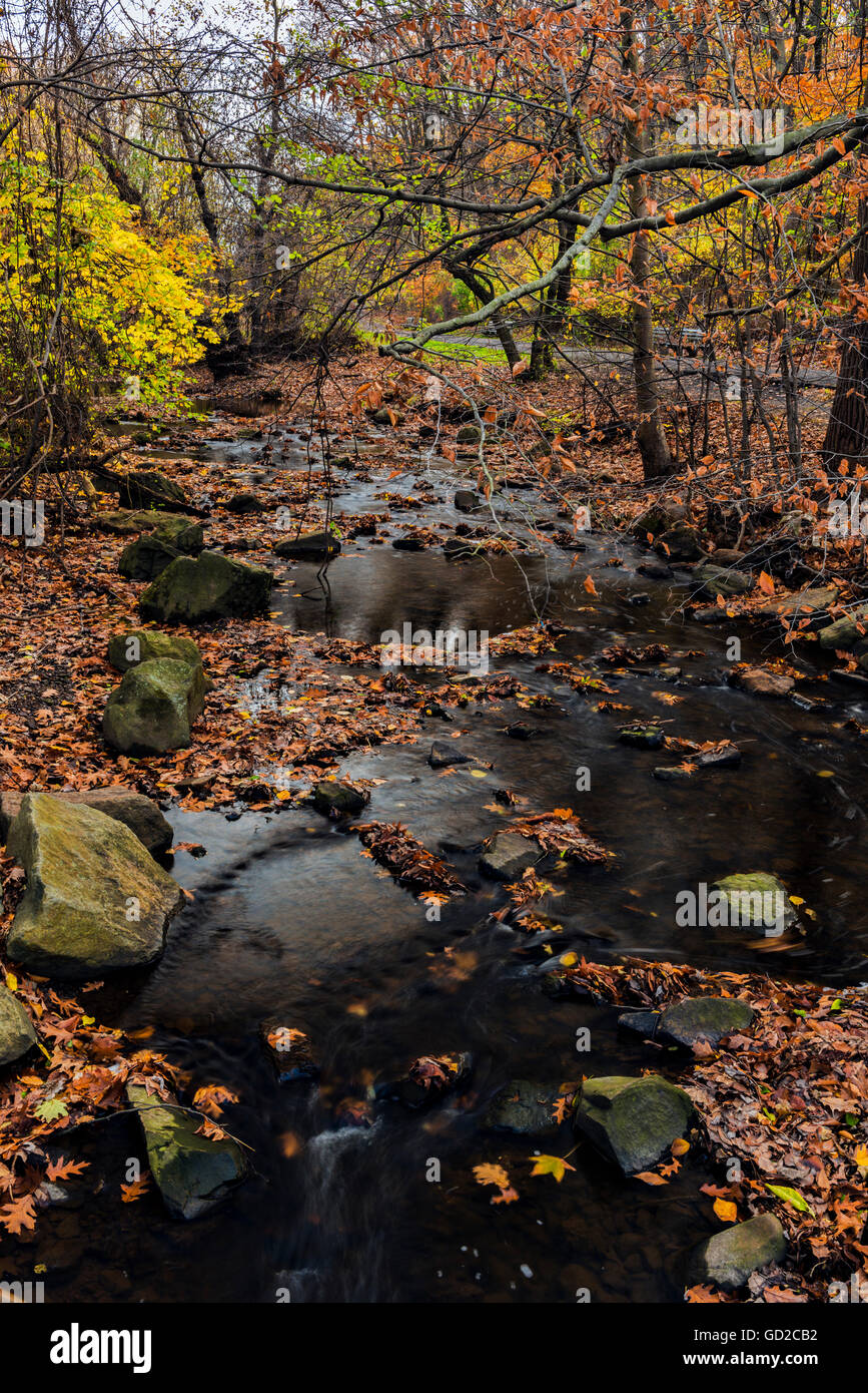 Autumn coloured foliage around a stream near Clove Lake, Cloves Lake Park; Staten Island, New York, United States of America Stock Photo