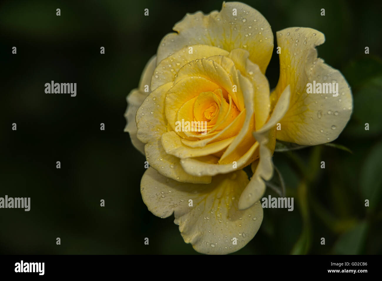 Shrub rose, 'Yellow Submarine' (Roseaceae), New York Botanical Garden; Bronx, New York, United States of America Stock Photo