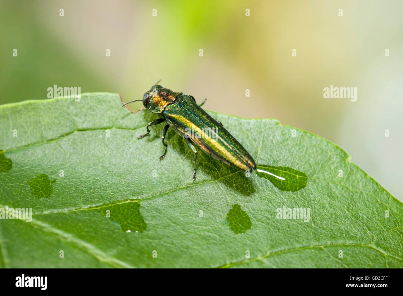 emerald ash borer agrilus planipennis feeding on ash leaves in emerald ash borer