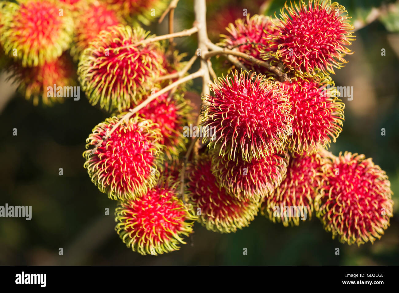 Rambutan tree hawaii hi-res stock photography and images - Alamy