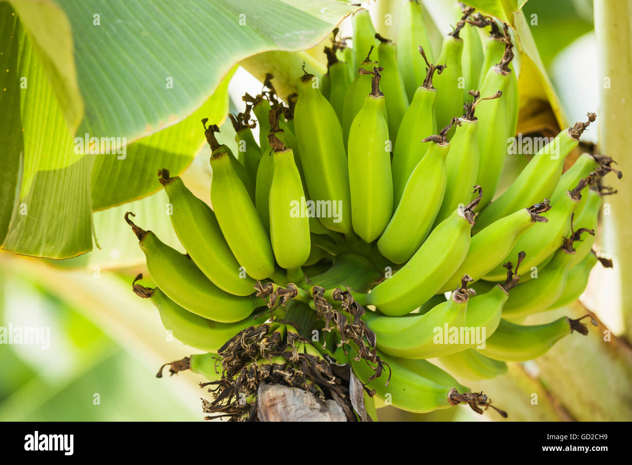 Apple bananas (Musa acuminata x Musa balbisiana) growing; Captain Cook, Island of Hawaii, Hawaii, United States of America Stock Photo