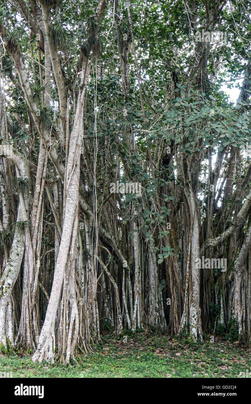 Banyan tree growes in the tropical Cuba Stock Photo