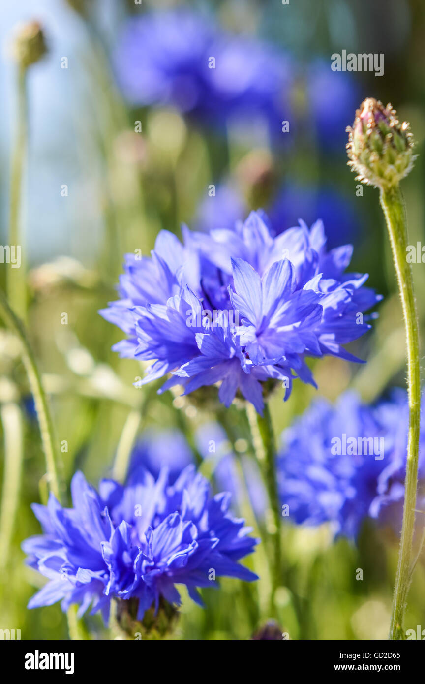 Centaurea knapweed blue cornflower close up Stock Photo Alamy