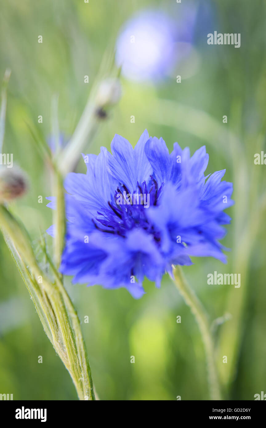 ethereal Centaurea knapweed blue cornflower close up Stock Photo