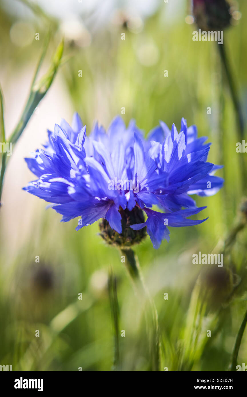 ethereal Centaurea knapweed blue cornflower close up Stock Photo