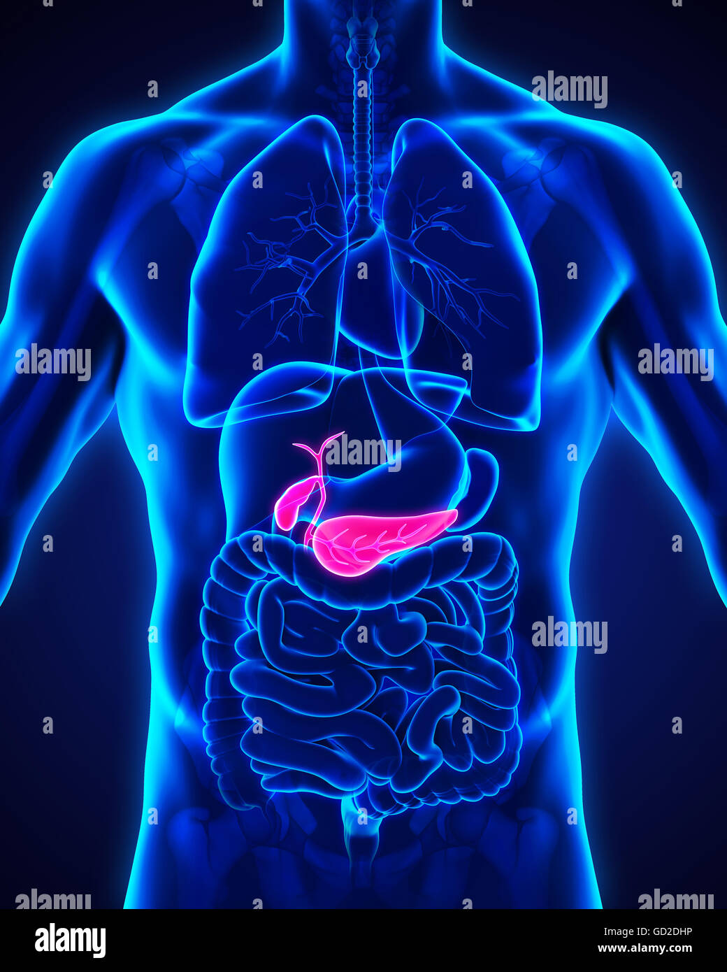 Human Gallbladder and Pancreas Anatomy Stock Photo - Alamy