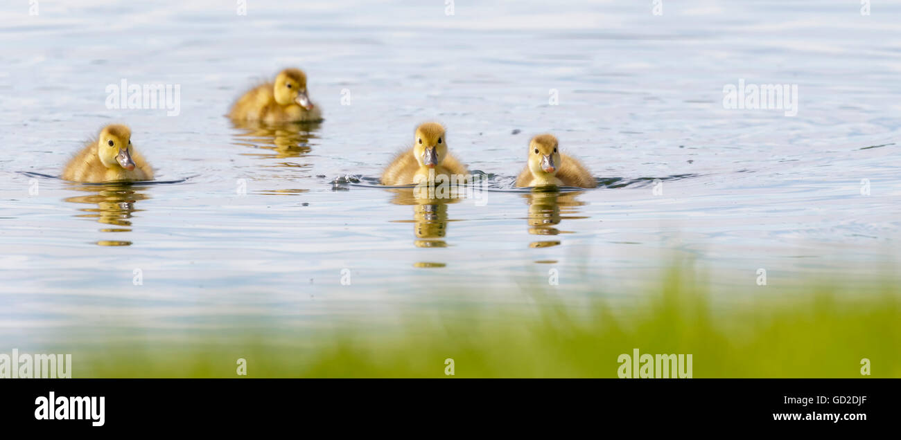 Inquisitive ducklings; Baie-du-Febvre, Quebec, Canada Stock Photo