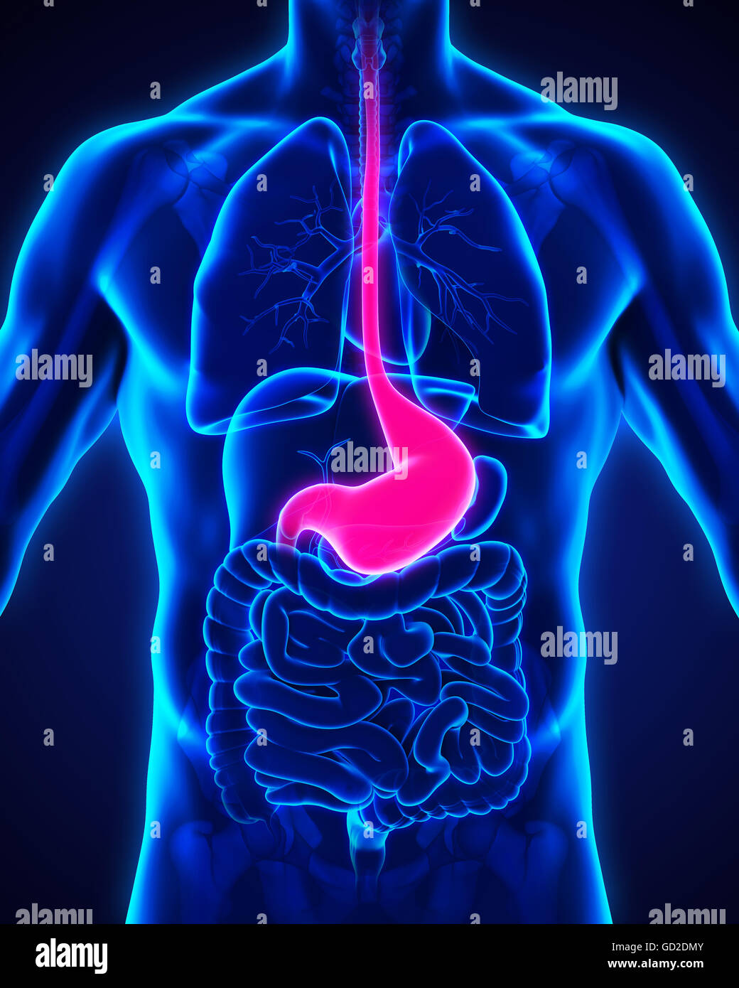 Human Stomach Anatomy Stock Photo Biology Diagrams