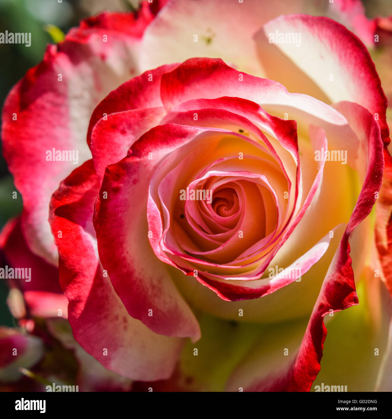 amazing rose with white petals with red edges Stock Photo Alamy