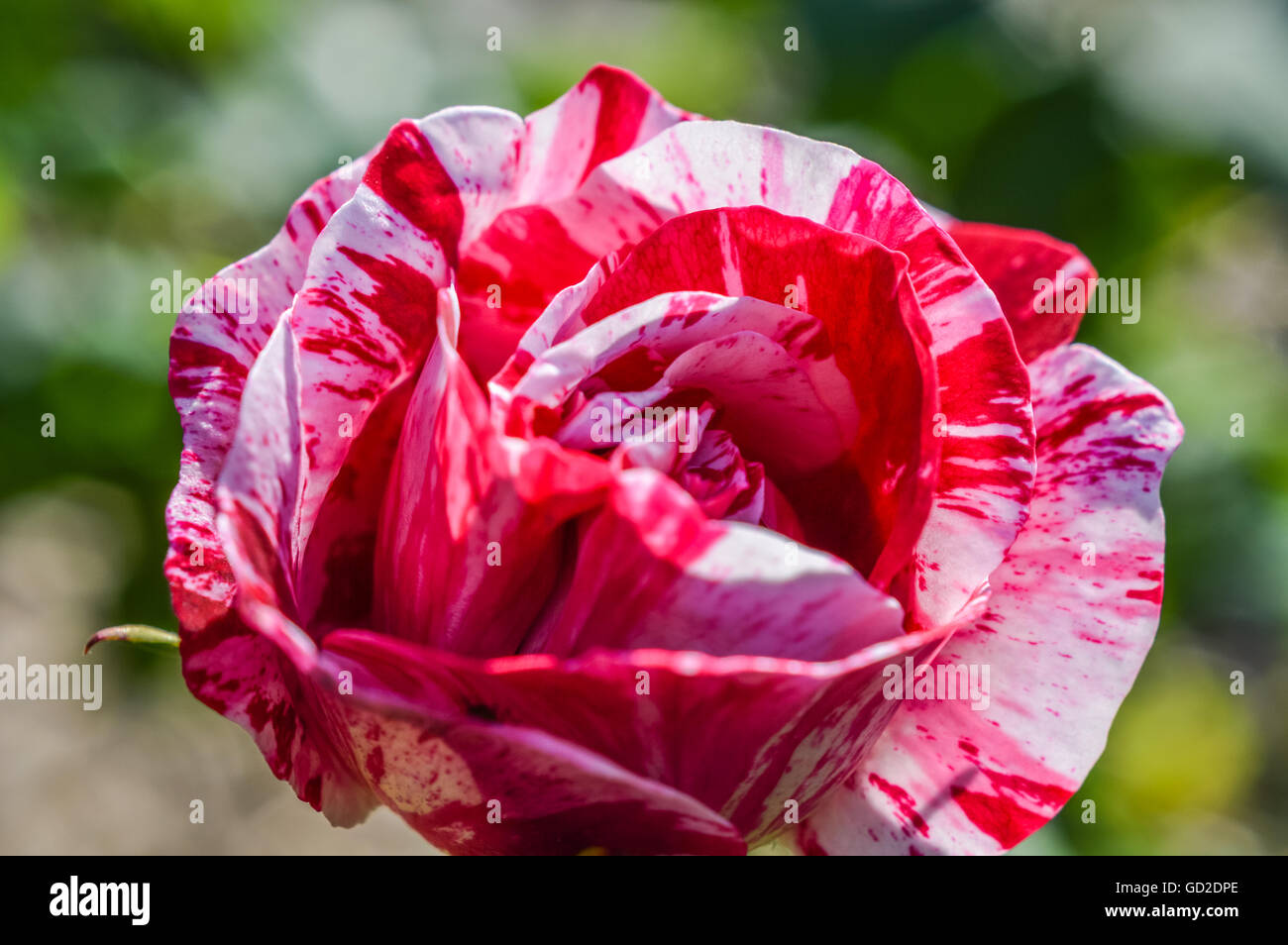 Red white striped rose hires stock photography and images Alamy