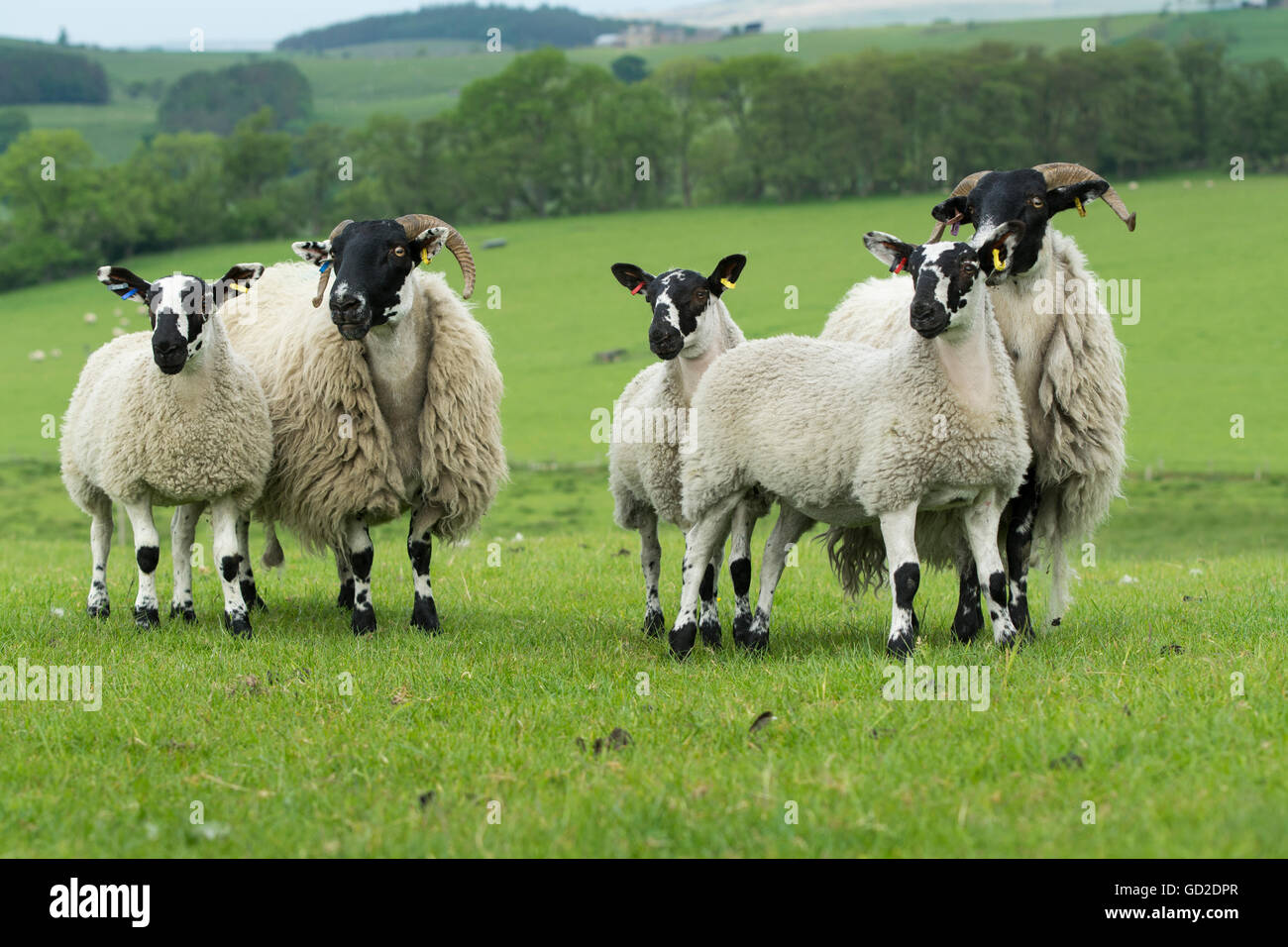 Blackface cross ewe hires stock photography and images Alamy
