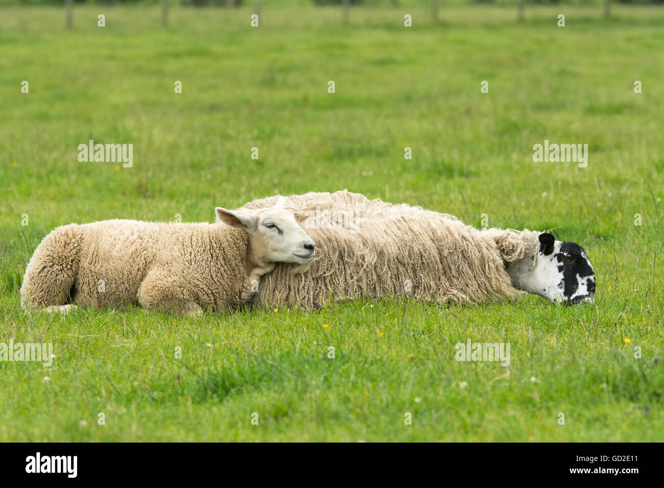 Mule ewe and lamb laid down in pasture to try and stop flies bothering them. Cumbria, UK. Stock Photo