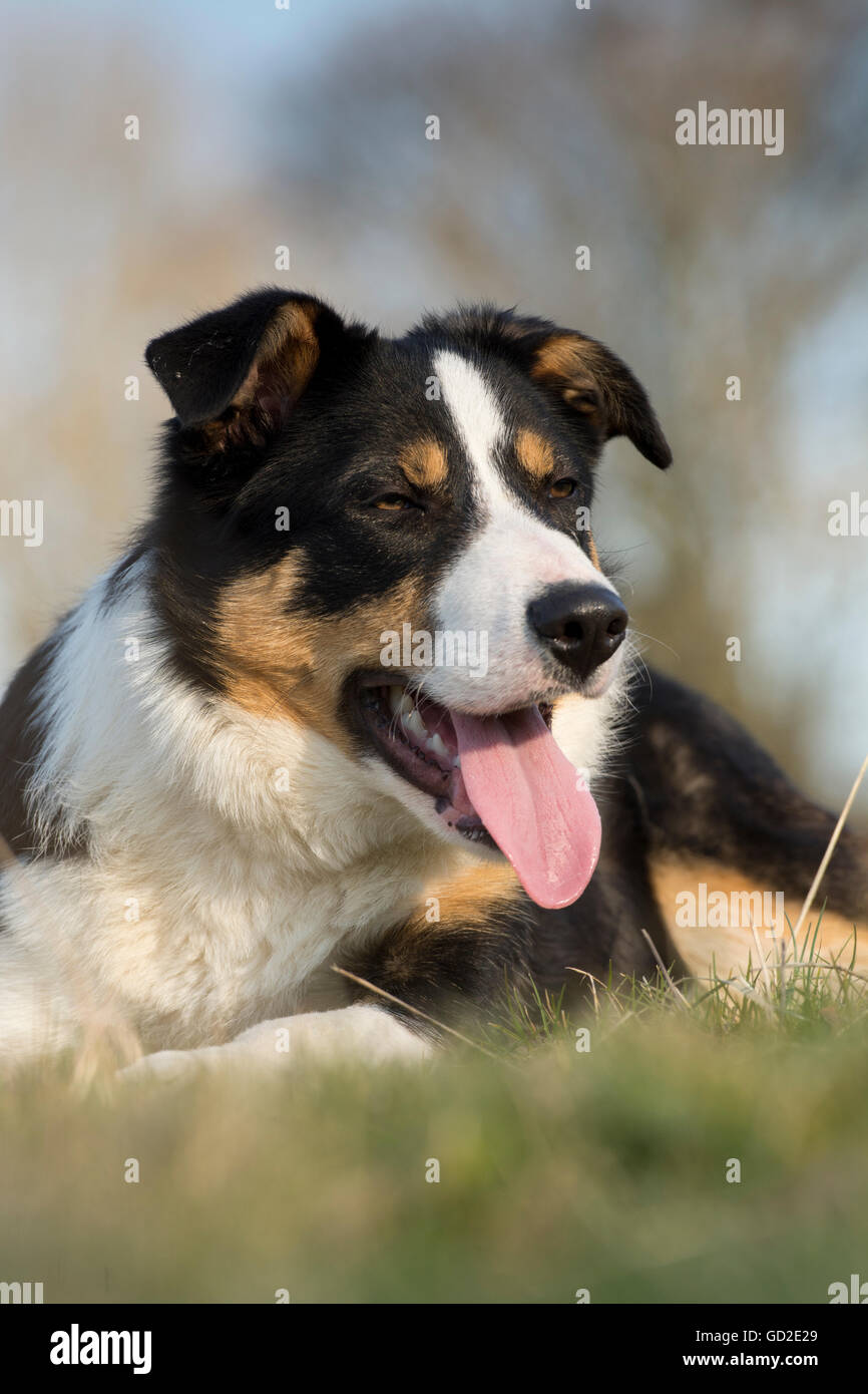 Black white brown border collie hi res stock photography and