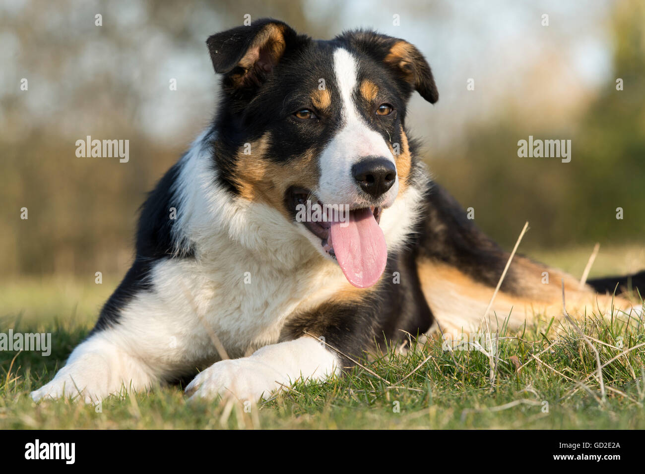 black white tan border collie