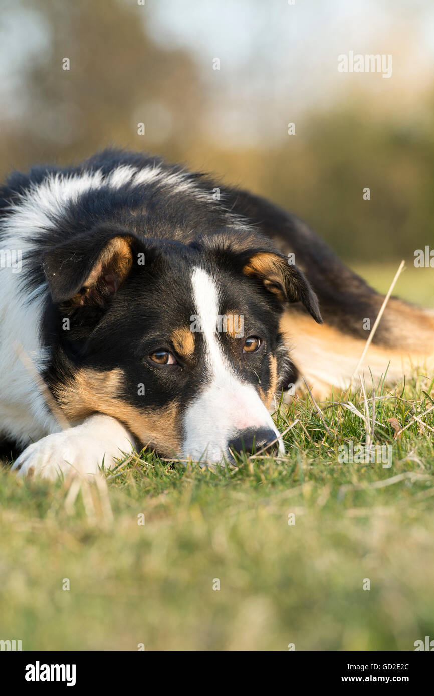 Alert Black White And Tan Border Collie Sheepdog Pup 6 Months