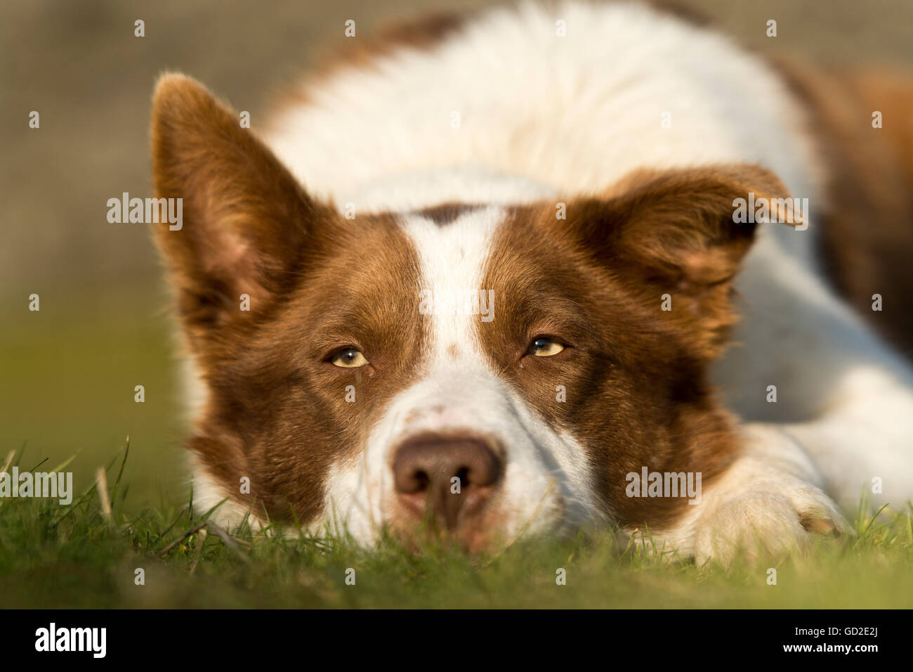 red short haired border collie