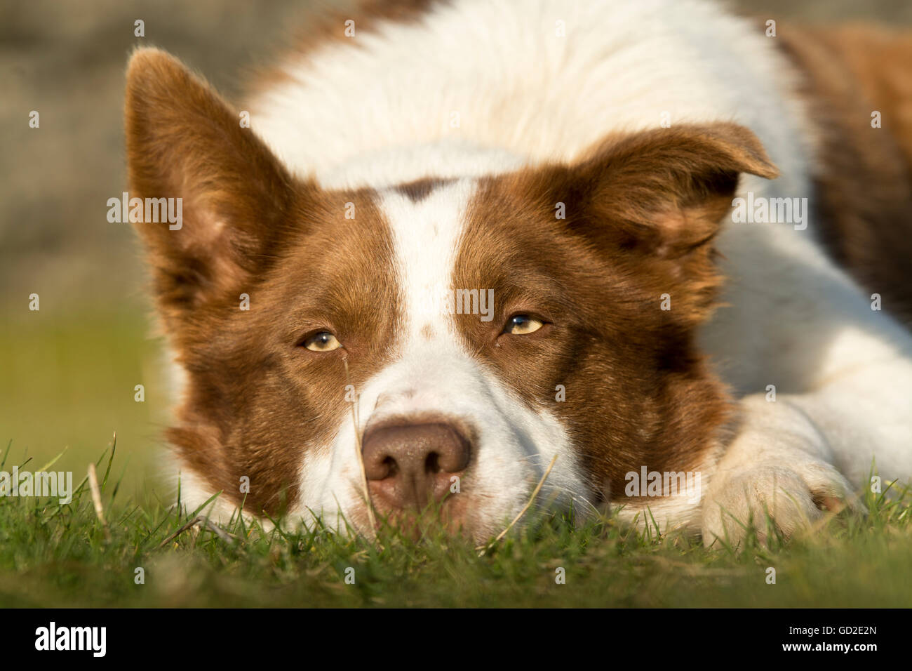 Red Border Collie High Resolution Stock Photography And Images Alamy
