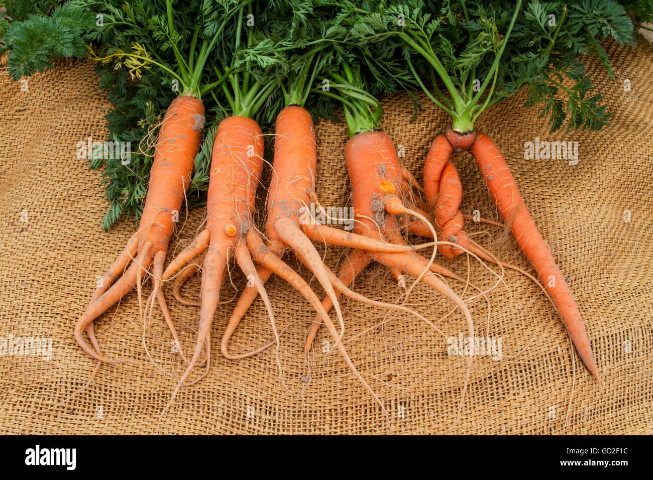 Garden fresh carrots with stems and multiple roots; Woodland
